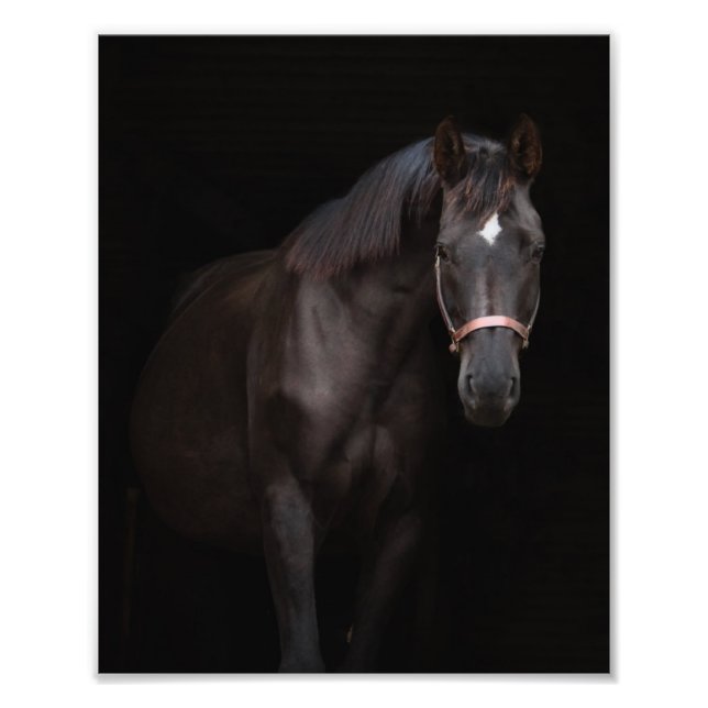 StarGazer Farm Foal & Horse Bilder Fototryck (Framsidan)