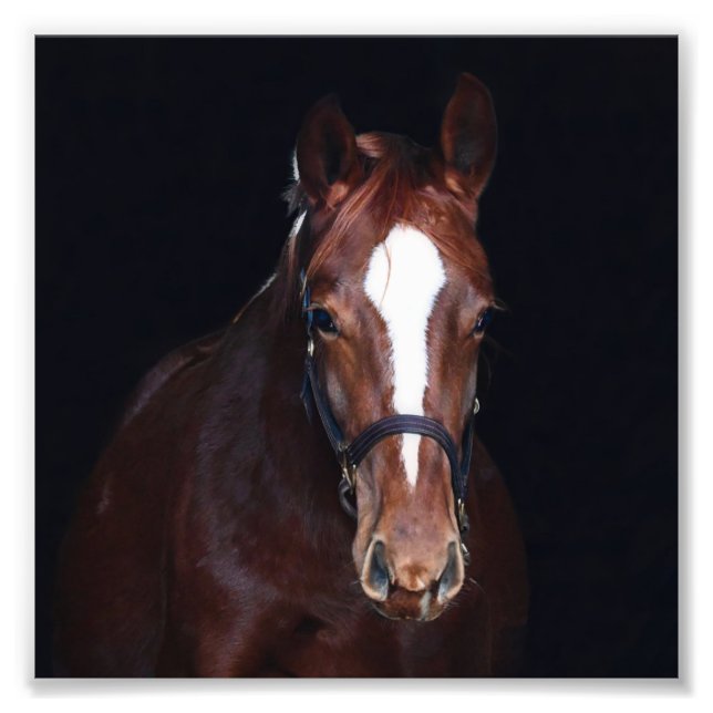 StarGazer Farm Foal & Horse Bilder Fototryck (Framsidan)