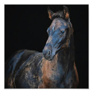 StarGazer Farm Foal & Horse Bilder Fototryck
