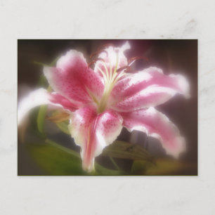Stargazer Lilies #14 Vykort