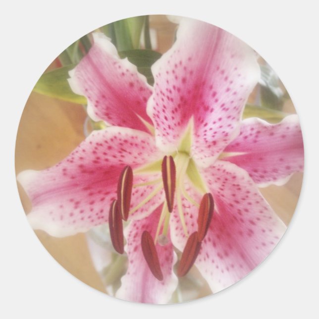 Stargazer lilies #1 runt klistermärke (Framsida)