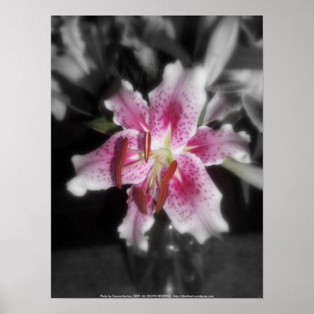 Stargazer lilies #3 poster (Framsidan)