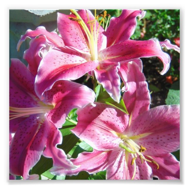 Stargazer lilies fototryck (Framsidan)