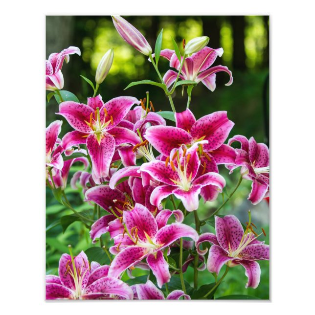 Stargazer Lilies Fototryck (Framsidan)