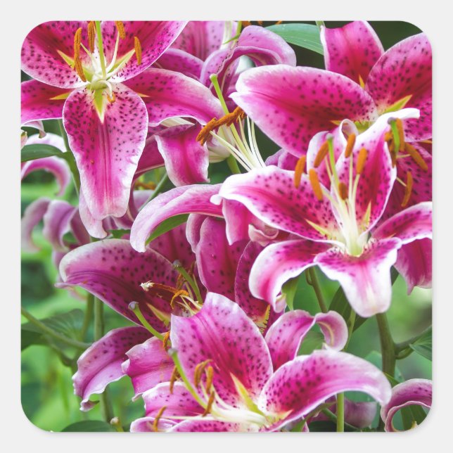 Stargazer Lilies Fyrkantigt Klistermärke (Framsida)