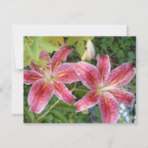 Stargazer Lilies Garden Blommigt