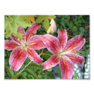Stargazer Lilies Garden Blommigt Fototryck