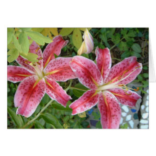 Stargazer Lilies Garden Blommigt Hälsningskort