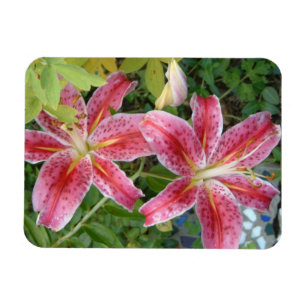 Stargazer Lilies Garden Blommigt Magnet