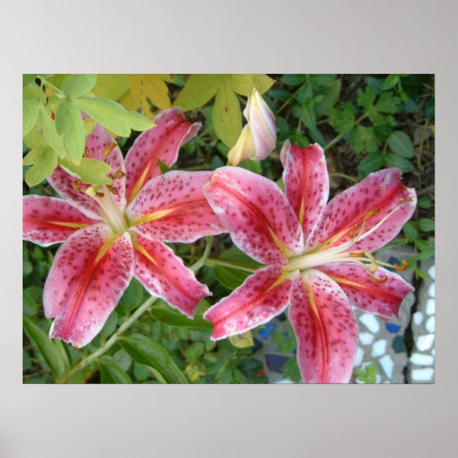 Stargazer Lilies Garden Blommigt Poster (Framsidan)