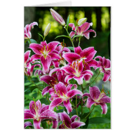 Stargazer Lilies Hälsningskort