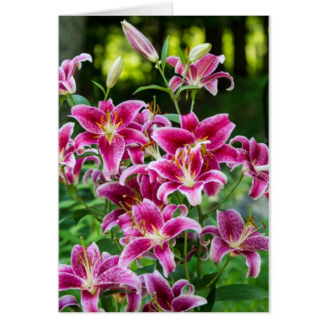 Stargazer Lilies Hälsningskort (Framsidan)