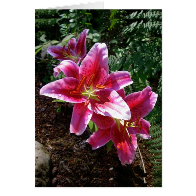 Stargazer Lilies Hälsningskort (Framsidan)
