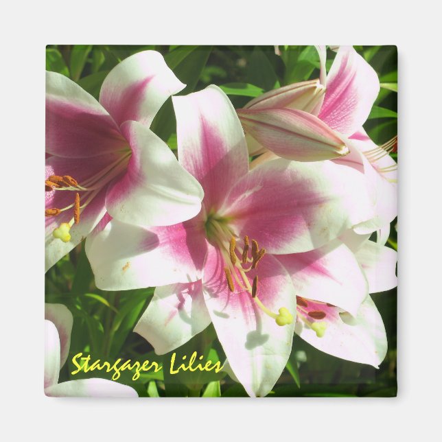 Stargazer Lilies Magnet (Framsidan)