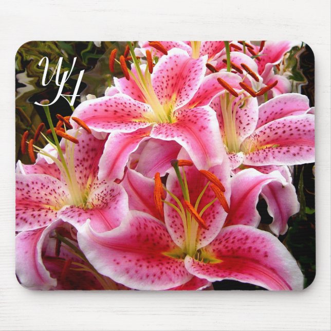 ’Stargazer’ Lilies Musmatta (Framsidan)