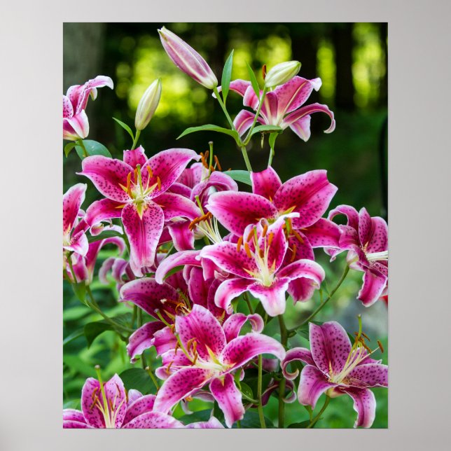 Stargazer Lilies Poster (Framsidan)