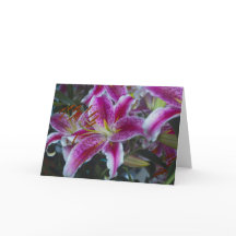 Stargazer Lilies Rosa och Magenta