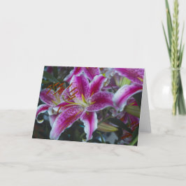 Stargazer Lilies Rosa och Magenta Kort