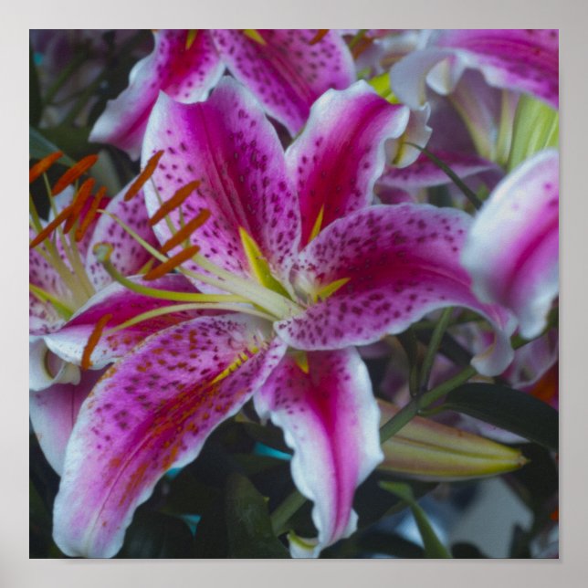 Stargazer Lilies Rosa och Magenta Poster (Framsidan)