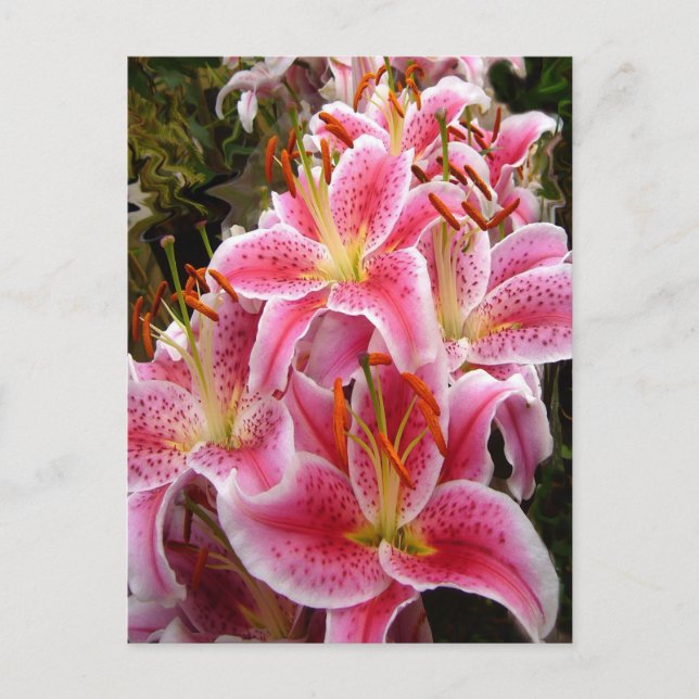 ’Stargazer’ Lilies Vykort (Framsida)