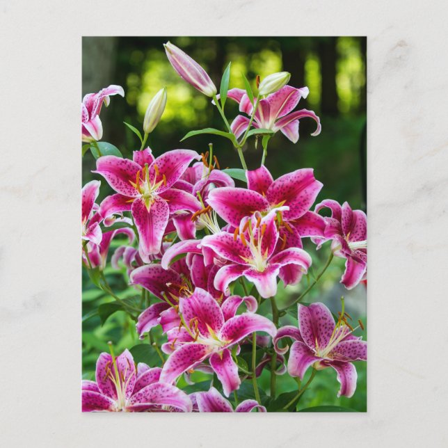 Stargazer Lilies Vykort (Framsida)
