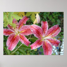 Stargazer Lilior Trädgårdsblommor