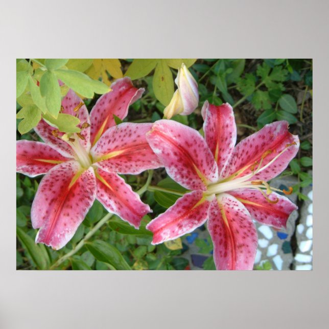 Stargazer Lilior Trädgårdsblommor Poster (Framsidan)