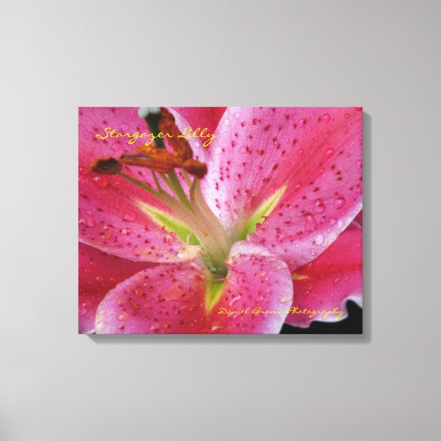 Stargazer Lilly Wrapped Canvas (Framsida)