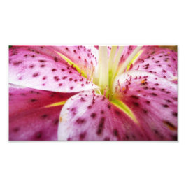 Stargazer Lily Bright Magenta Blommigt Fototryck