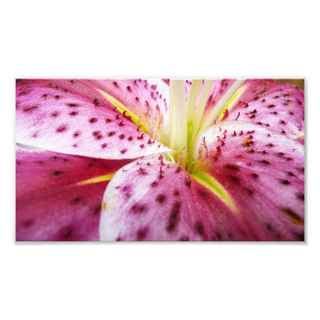 Stargazer Lily Bright Magenta Blommigt Fototryck (Framsidan)