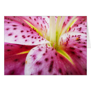 Stargazer Lily Bright Magenta Blommigt Hälsningskort