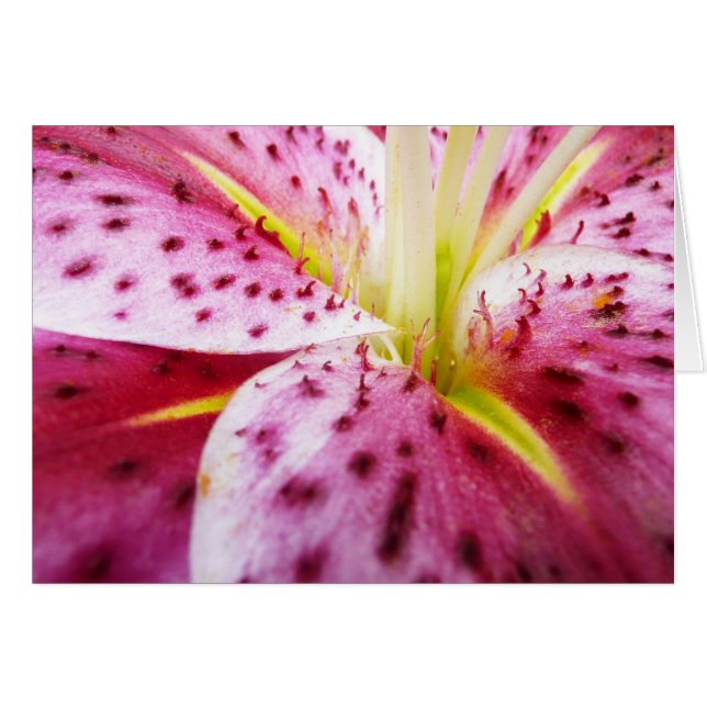 Stargazer Lily Bright Magenta Blommigt Hälsningskort (Framsidan Horizontal)