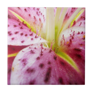 Stargazer Lily Bright Magenta Blommigt Kakelplatta