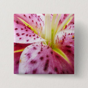 Stargazer Lily Bright Magenta Blommigt Knapp