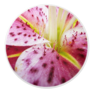Stargazer Lily Bright Magenta Blommigt Knopp