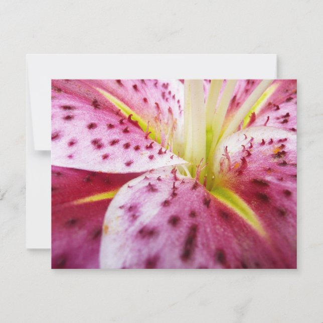 Stargazer Lily Bright Magenta Blommigt Kort (Framsida)