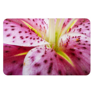 Stargazer Lily Bright Magenta Blommigt Magnet