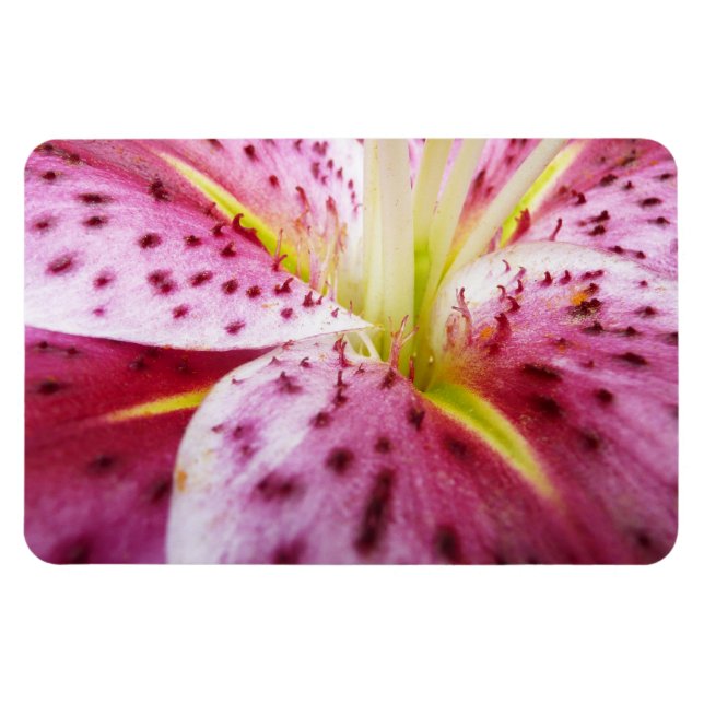 Stargazer Lily Bright Magenta Blommigt Magnet (Horisontell)