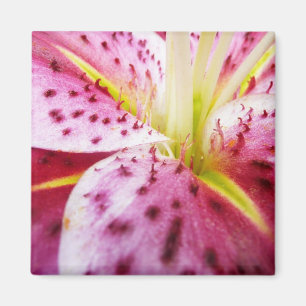Stargazer Lily Bright Magenta Blommigt Magnet