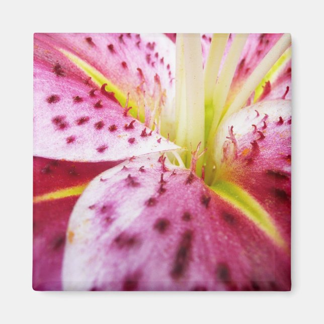 Stargazer Lily Bright Magenta Blommigt Magnet (Framsidan)