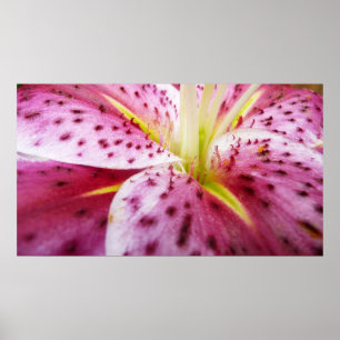 Stargazer Lily Bright Magenta Blommigt Poster