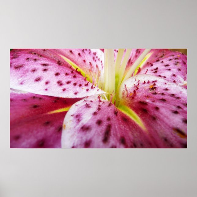 Stargazer Lily Bright Magenta Blommigt Poster (Framsidan)