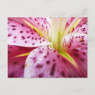 Stargazer Lily Bright Magenta Blommigt Vykort