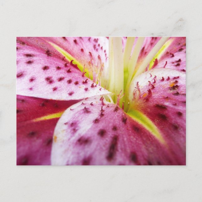 Stargazer Lily Bright Magenta Blommigt Vykort (Framsida)