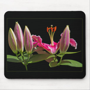 Stargazer Lily Buds and Bloom Musmatta