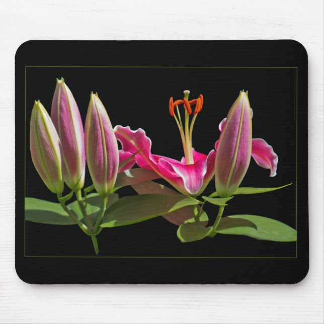Stargazer Lily Buds and Bloom Musmatta (Framsidan)