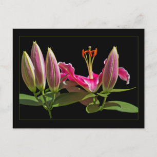 Stargazer Lily Buds and Bloom Vykort