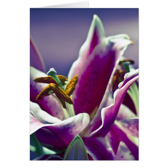 Stargazer Lily Hälsningskort (Framsidan)