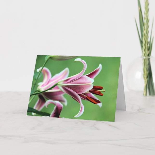 Stargazer lily kort (Framsida)