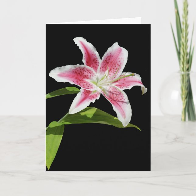 Stargazer Lily Kort (Framsida)